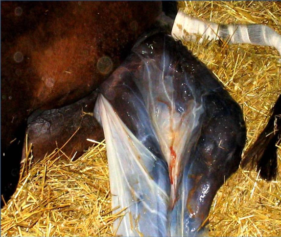 Figura 02: Membros anteriores, seguido do focinho e cabeça envoltos pelo âmnio na segunda fase do parto.