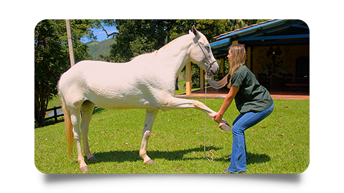 Medicina esportiva equina: melhorando e potencializando a performance dos cavalos