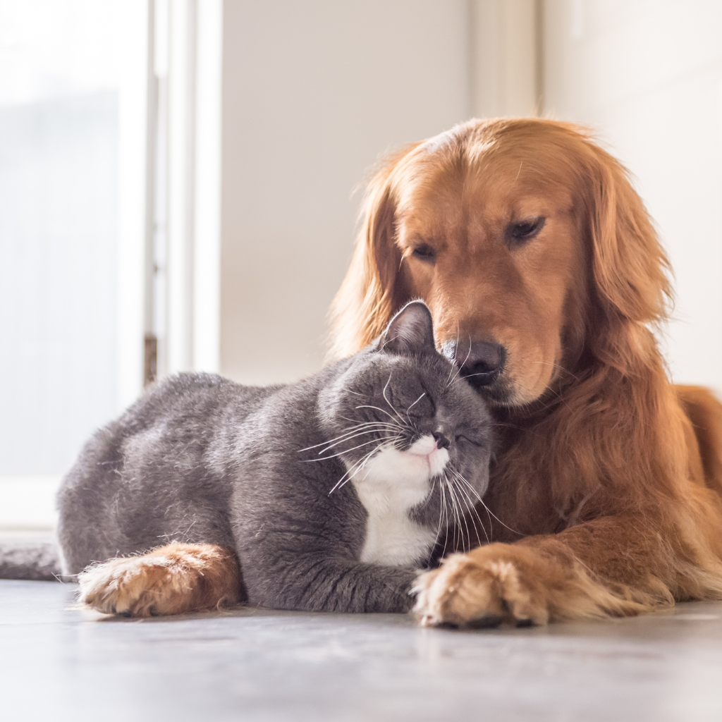 Doenças infecciosas em cães e gatos