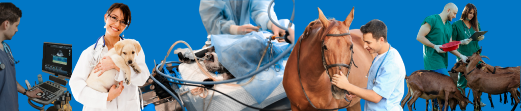 Salário veterinário - quanto ganha e o que influencia