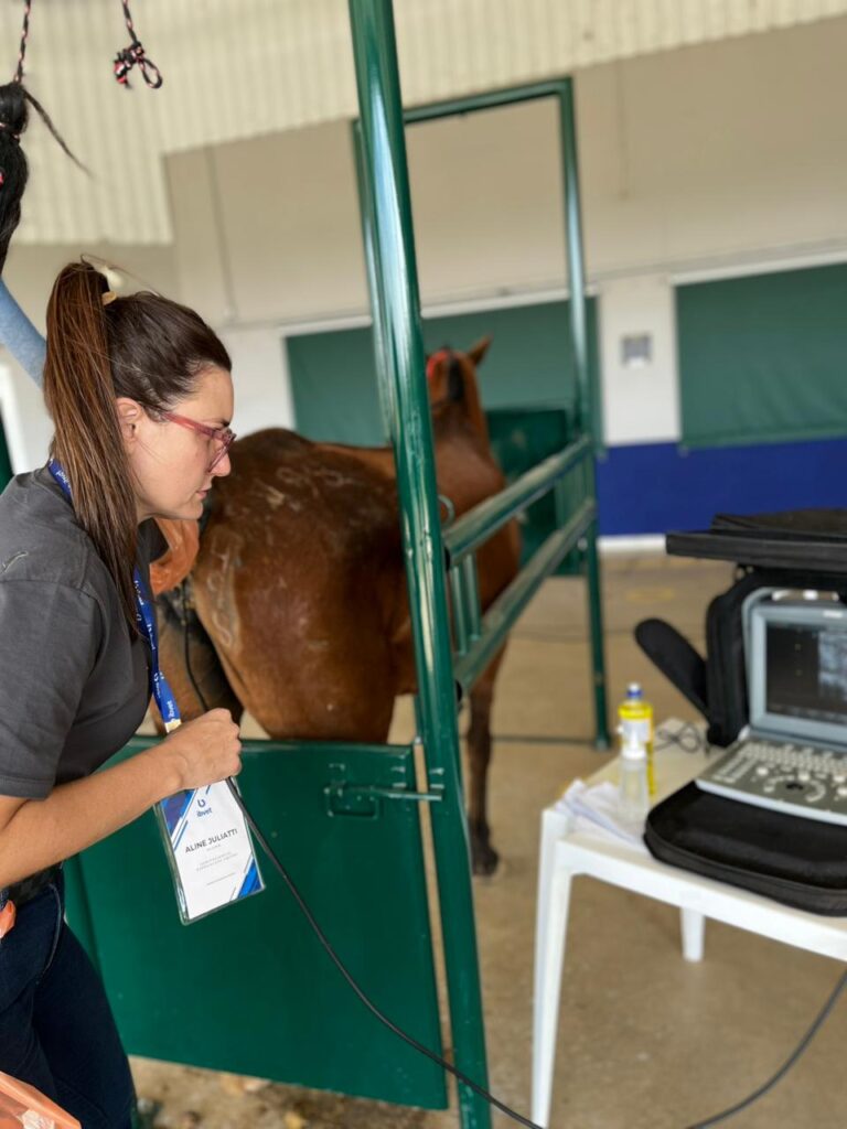 Avaliação USG de égua para reprodução equina