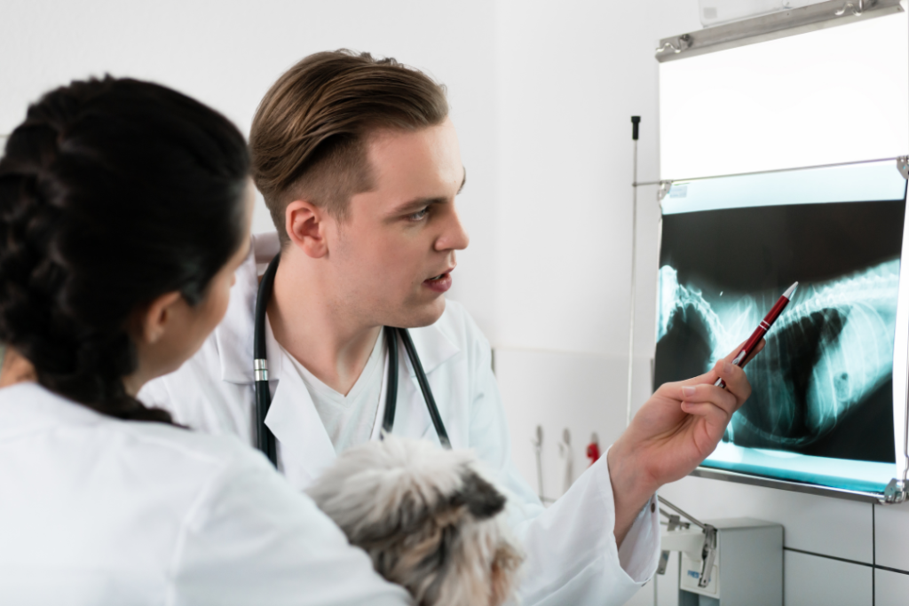 Radiologia veterinária: perguntas e respostas