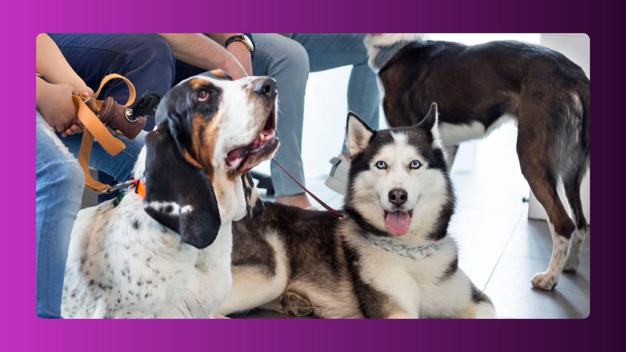 7 passos obrigatórios para prosperar na Clínica de Pequenos​