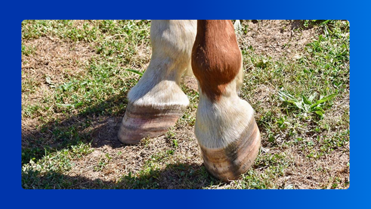 Dor Palmar em Equinos​