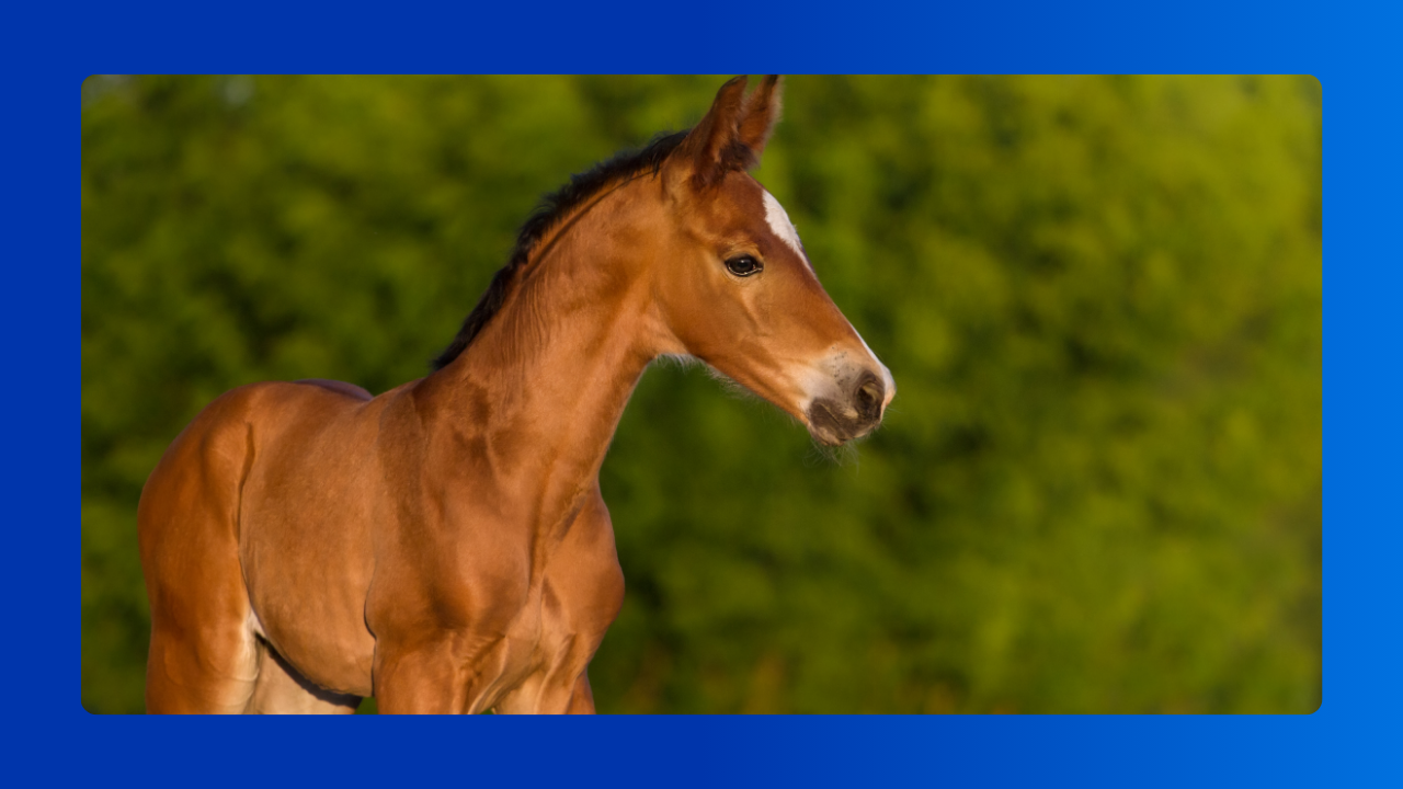 Guia rápido da Neonatologia Equina​