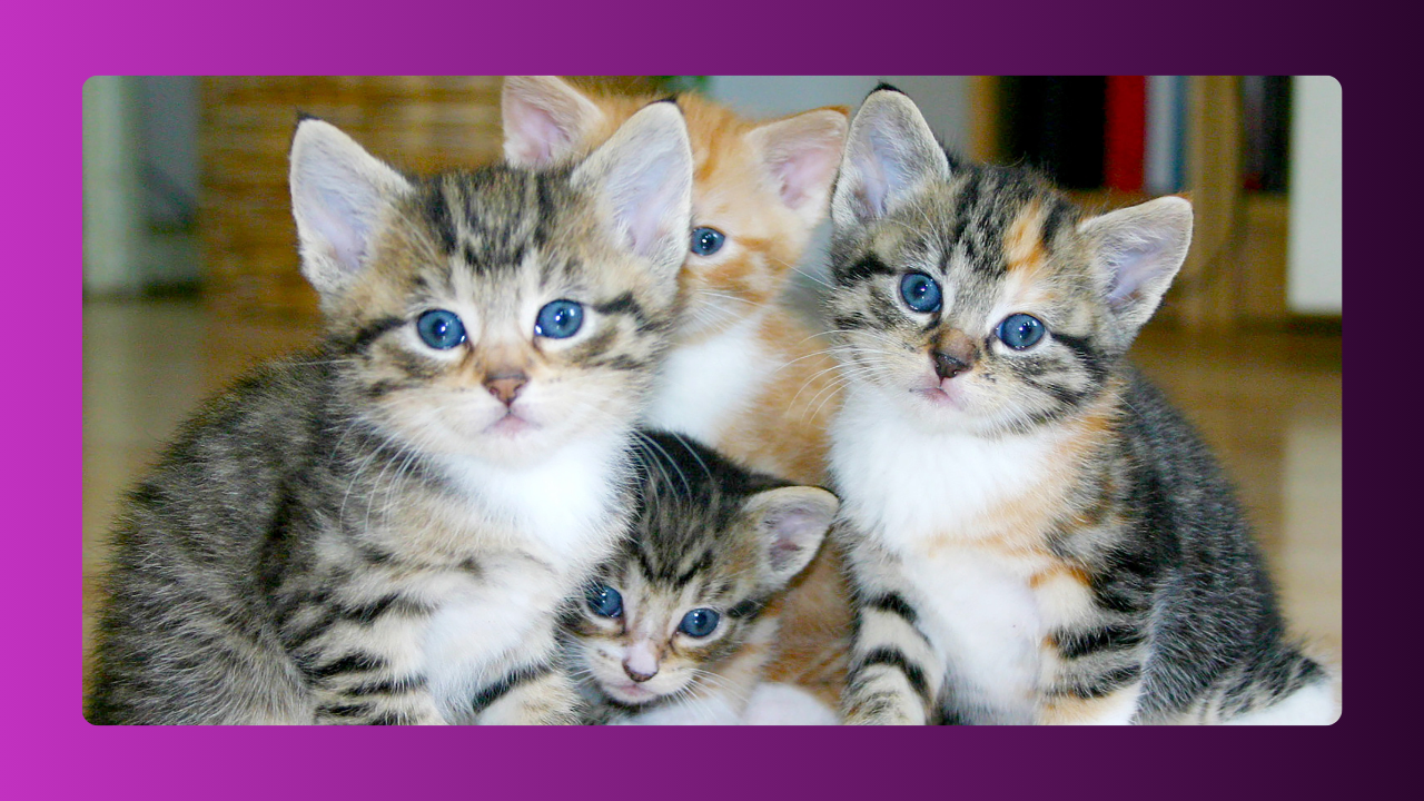 Imersão em Clínica de Felinos​