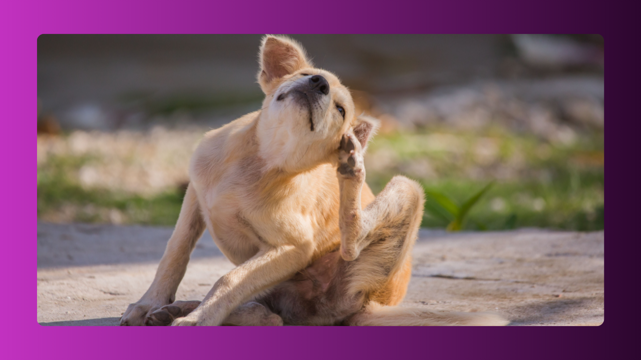 Imersão em Dermatologia de Pequenos Animais​