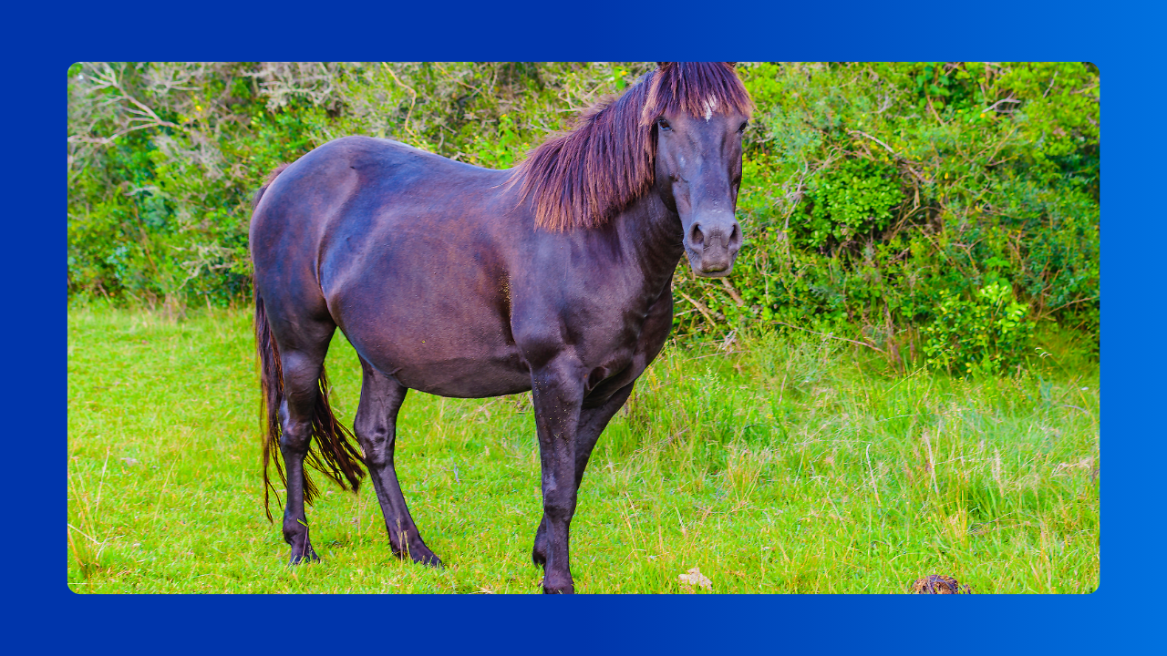 Problemas reprodutivos em éguas​